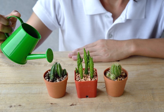 El riego, uno de los cuidados de los cactus más delicados