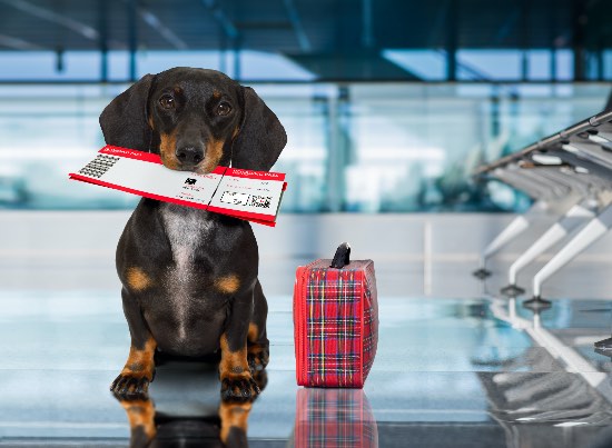 Volar con perros: qué debes saber