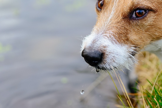 Síntomas de un golpe de calor en un perro