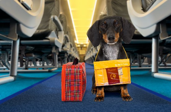 Normativas de las aerolíneas para volar con perros