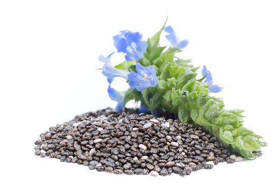 Salvia hispánica