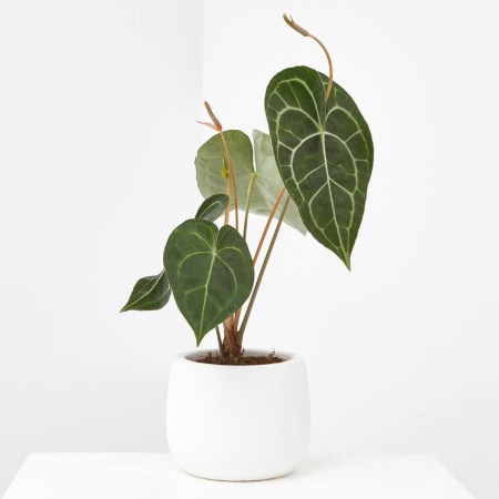 Anthurium clarinervium
