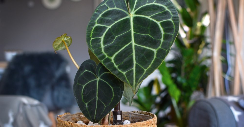 Cuidados del Anthurium Clarinervium