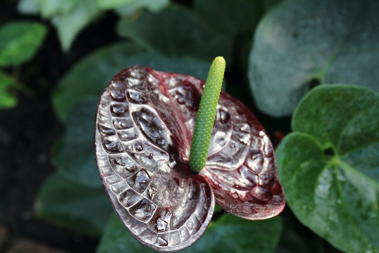 Anthurium black en maceta