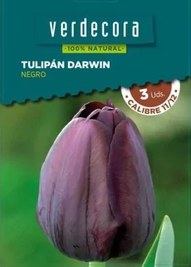 Tulipán negro Darwin Marca Verdecora