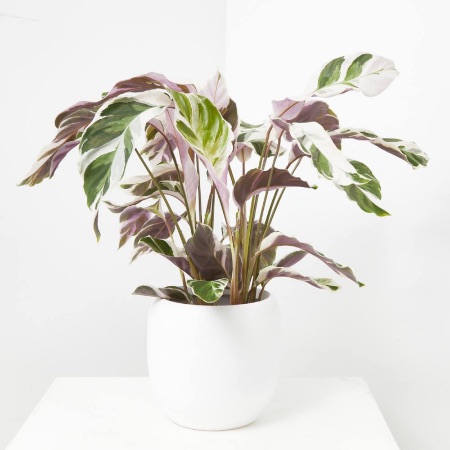 Calathea Fusion White en maceta