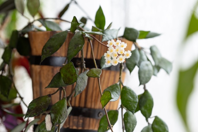 Hoya kroniana black leaves