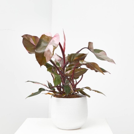 Maceta de Philodendron Pink Princess