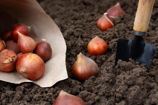 Bulbos para plantar