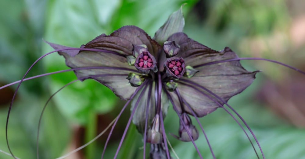 Plantas negras para Halloween
