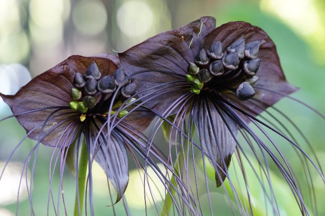 Tacca Flor Murciélago