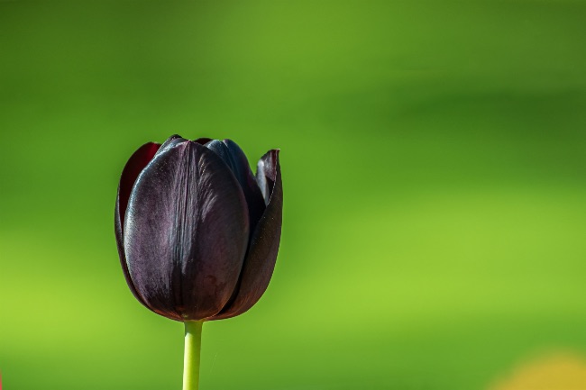 Tulipán negro, una de las plantas negras más demandadas