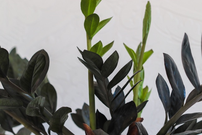 Zamioculca Raven, una de las plantas negras más interesantes