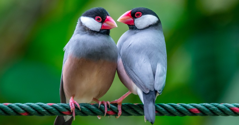 Cuidados del gorrión de Java