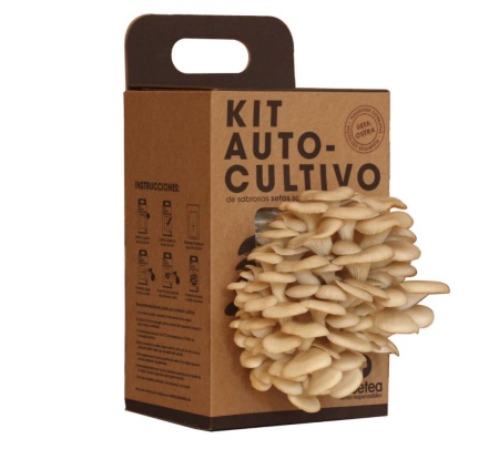 Kit de setas de autocultivo en café
