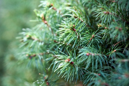 Pasos para plantar una picea en el jardín
