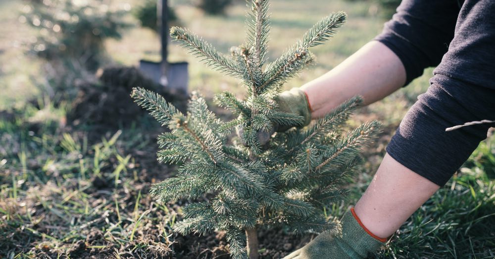 Cómo y cuándo plantar una picea en el jardín
