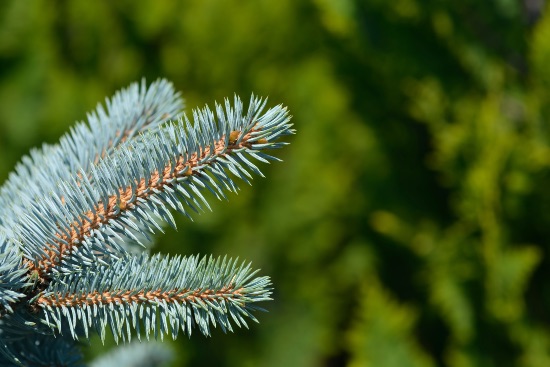 Picea glauca