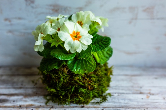 Kokedama de Alegría