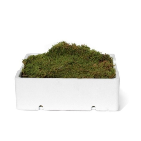 Caja de musgo natural