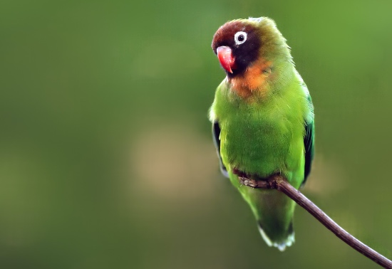 Consejos para proteger aves del frío en invierno