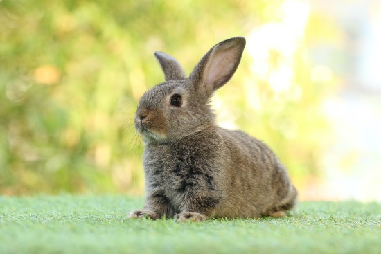 Curiosidades sobre el conejo