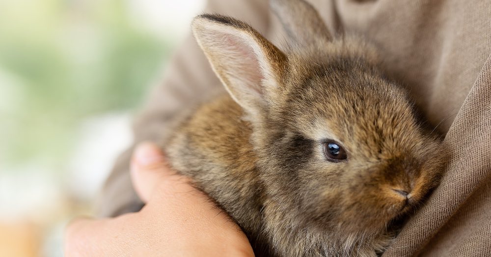 10 curiosidades sobre el conejo