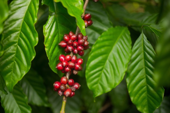 Cómo se cultiva el café orgánico