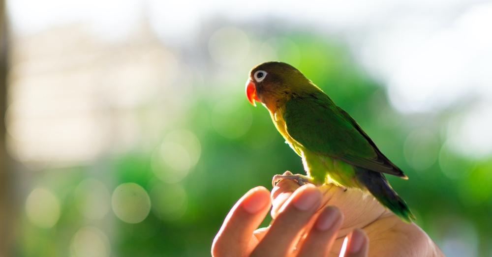 Cómo proteger nuestras aves del frío en invierno