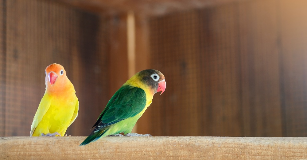 7 Curiosidades sobre los agapornis