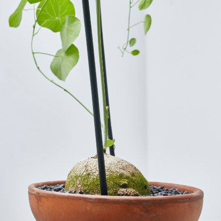 Detalle del caudex de la Stephania erecta