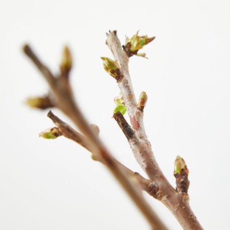 Brotes de cerezo enano