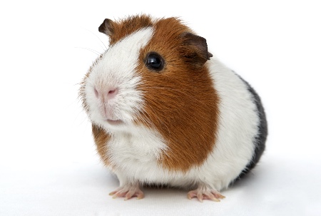 Cobaya