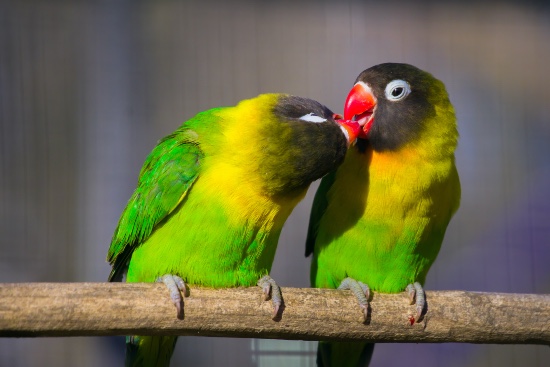 7 Curiosidades del agapornis