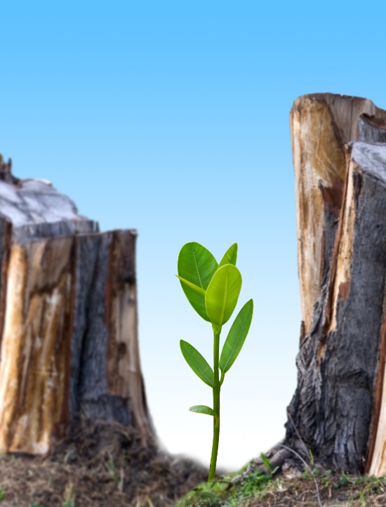 La importancia de los árboles para el futuro del planeta