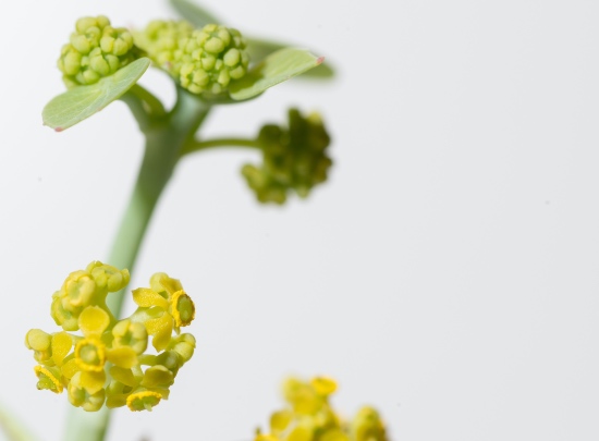 Flores de la Stephania erecta