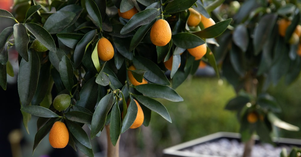 Árboles frutales enanos: caraterísticas y ventajas