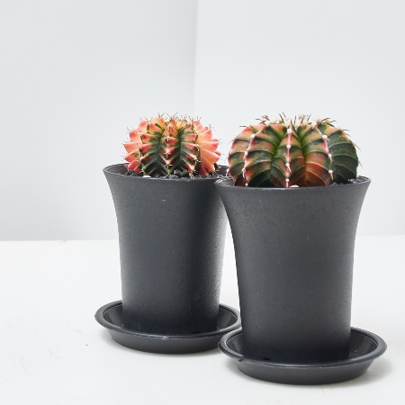 Cuáles son los cuidados del Gymno