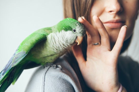 Animales permitidos en la nueva Ley de Bienestar Animal