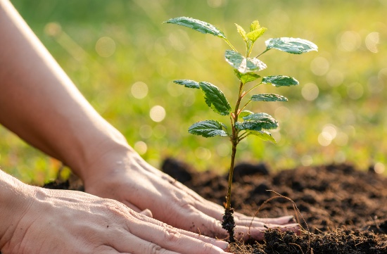 Plantar un árbol, nuestra propuesta para el Día del Árbol