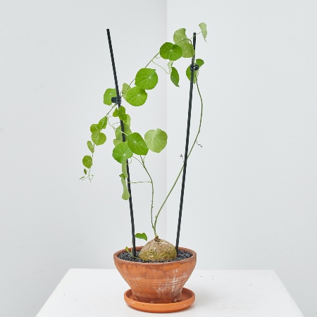 Stephania erecta en maceta