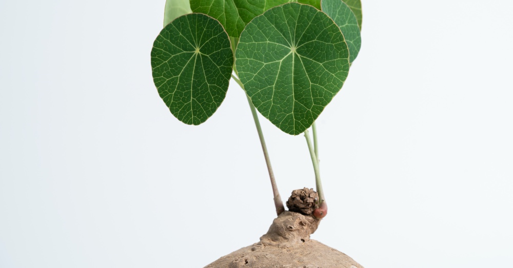 Cuidados de la Stephania erecta