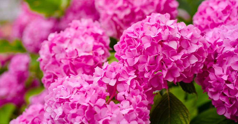 Hortensia con hojas amarillas: ¿qué le pasa y cómo solucionarlo?