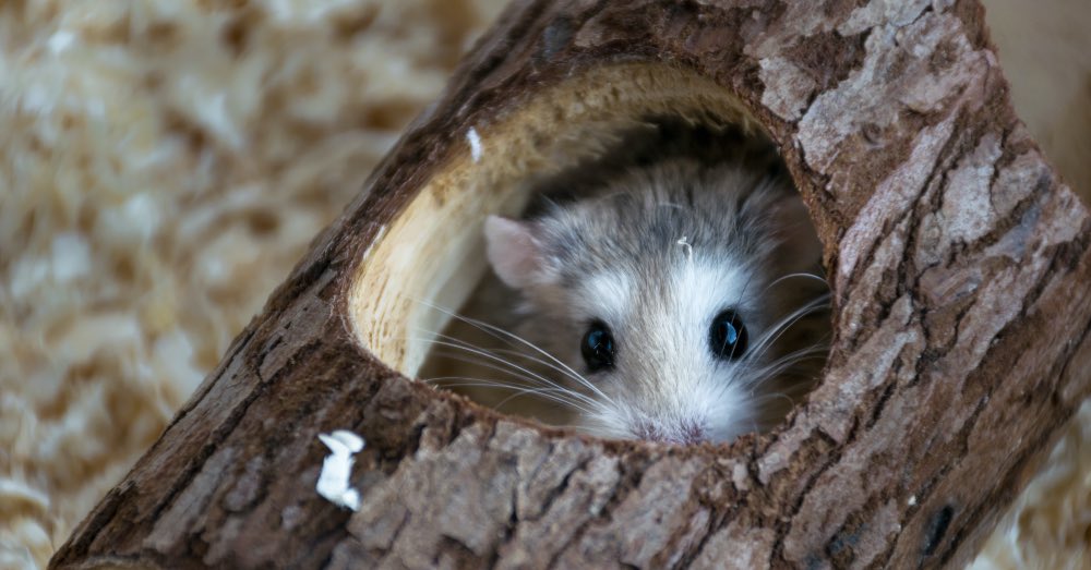 Cómo jugar con un hámster: aprende a divertirte con él