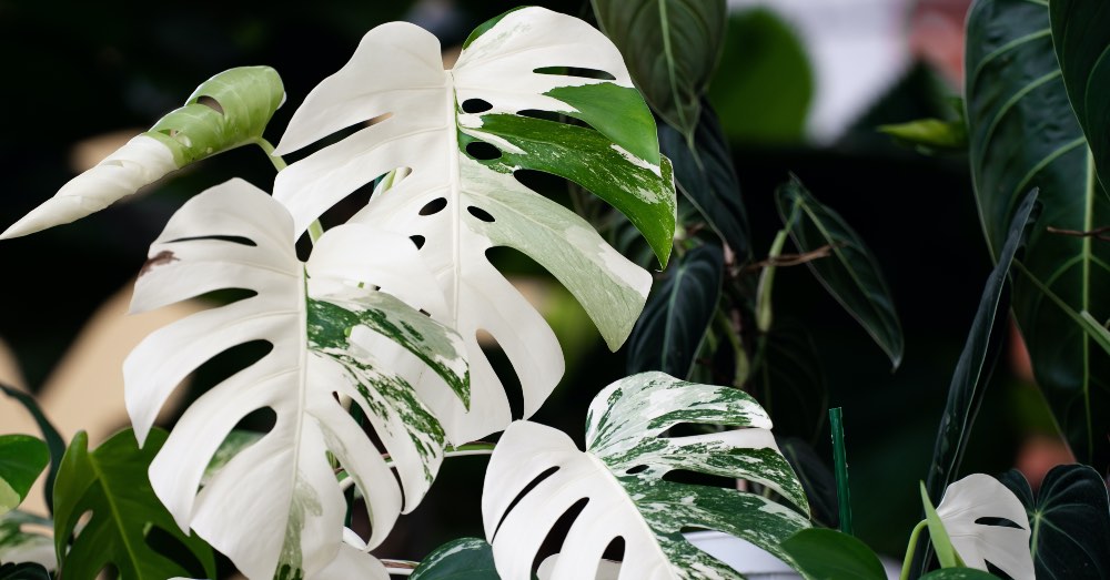 Qué son las plantas variegadas y cuáles sus características