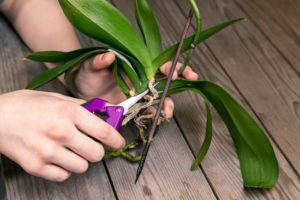 Cómo podar orquídeas y cuándo hacerlo paso a paso | Blog Verdecora
