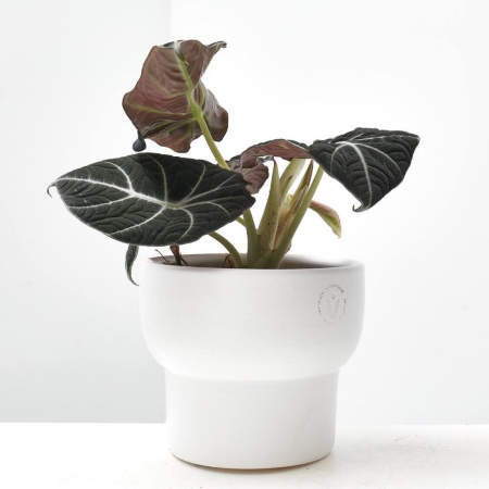 Alocasia Black Velvet, una de las plantas con hojas bonitas más llamativas
