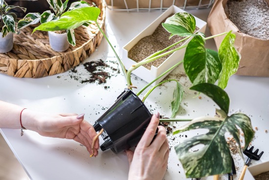 Cuidados específicos de las plantas variegadas