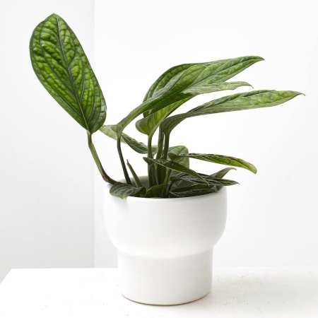 Epipremnum pinnatum "Marble Planet"