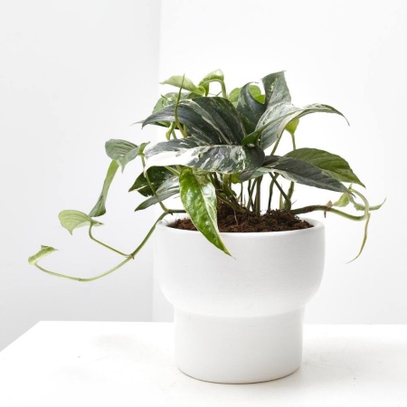 Epipremnum Pinnatum variegata